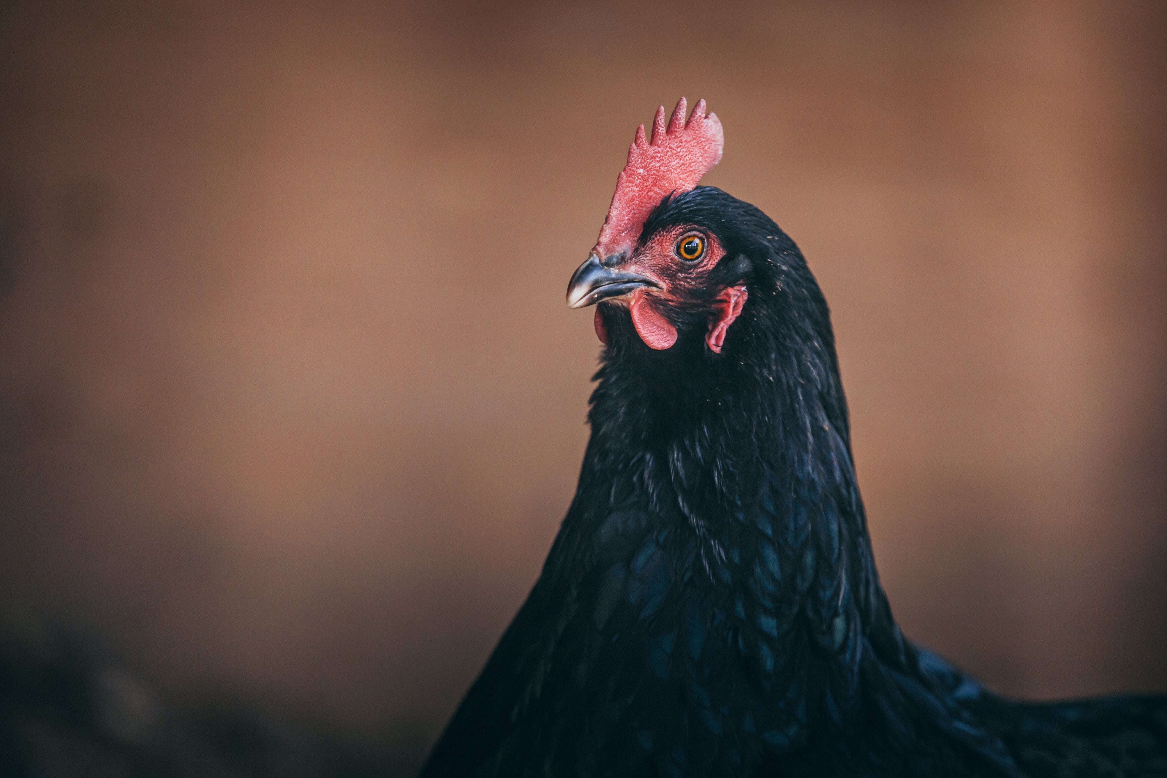 files/black-chicken-posing.jpg